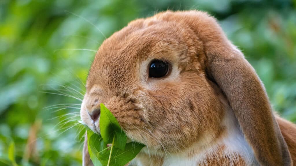 Eläinlääkäripalvelut kanille ja muille eksoottisille lemmikkieläimille Oulussa.
