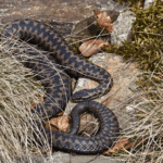 kyy viihtyy aurinkoisissa paikoissa