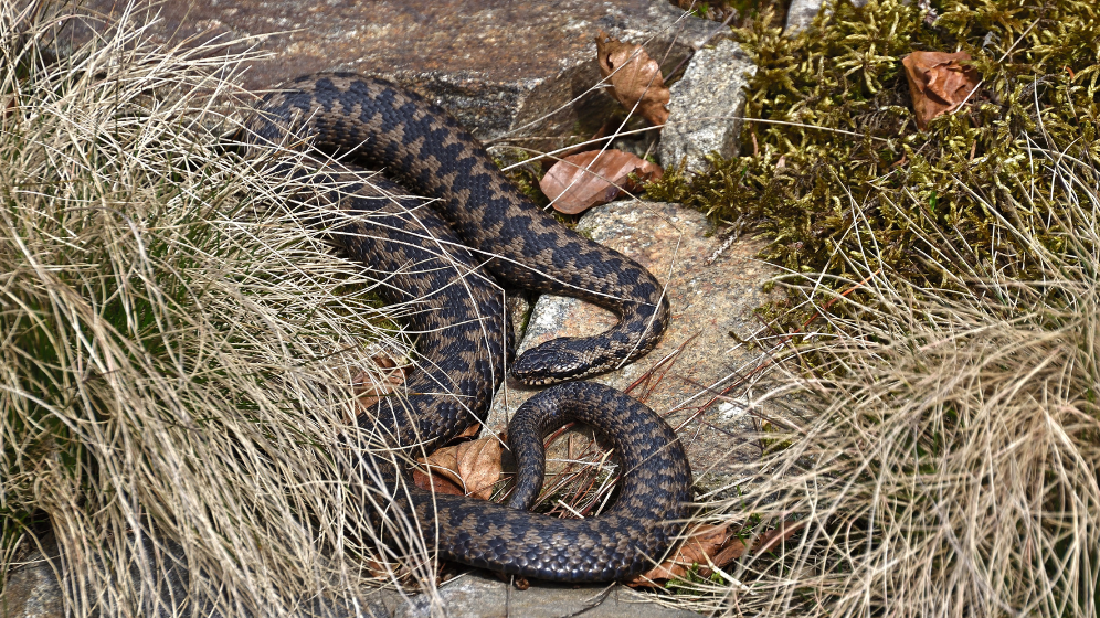kyy viihtyy aurinkoisissa paikoissa