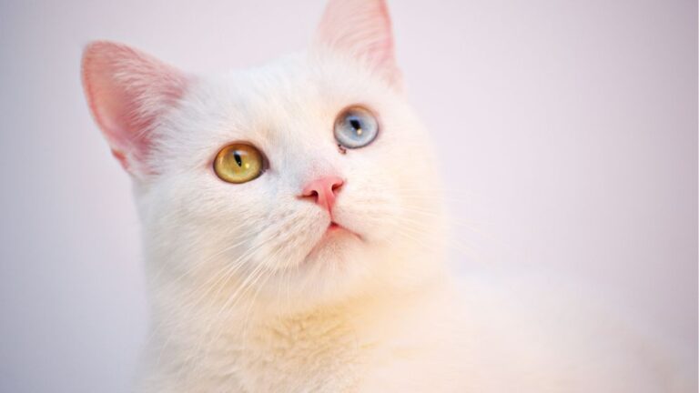 valkoinen kissa