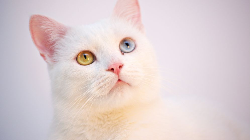 valkoinen kissa