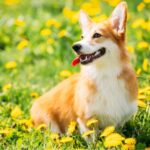 koira voikukkapellolla